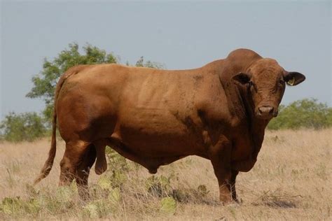 12 most popular beef cattle breeds of the world for farm owner 2022