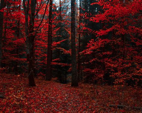 Download Wallpaper 1280x1024 Autumn Forest Trees Foliage Autumn