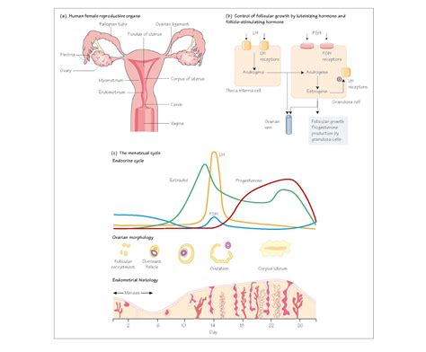Female Reproduction Menstrual Cycle Pediagenosis