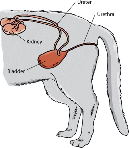 The Urinary System Of Cats Cat Owners Merck Veterinary Manual
