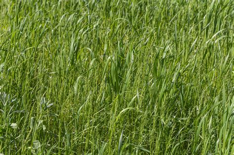 Beautiful Horizontal Texture Of Featuring Grass Creeping Wild Rye And