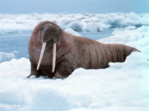¿sabes Cuáles Son Los Animales Del Polo Norte Conócelos