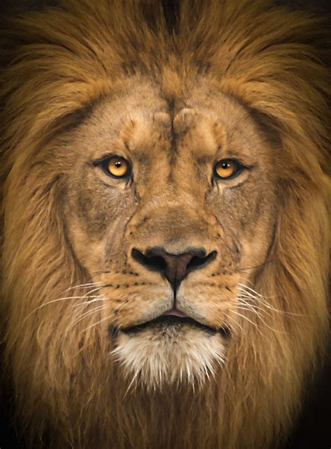 King Of The Jungle Lion Pictures Lion Images Lion Photography