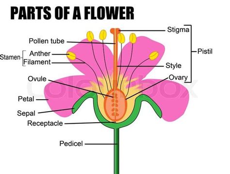What Are The Functions Of The Ovary In A Flower Quora