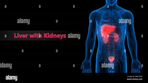 Human Liver Kidneys With Urinary Bladder Anatomy Stock Photo Alamy