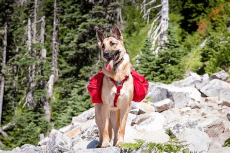 Hiking With Your German Shepherd A Preparation Guide Anything