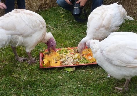 Feeding The Turkeys For Thanksgiving The Turkeys At The S Flickr