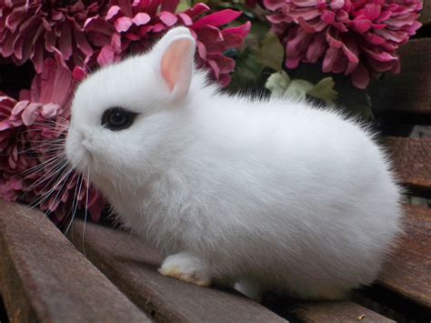Белые кролики 56 фото