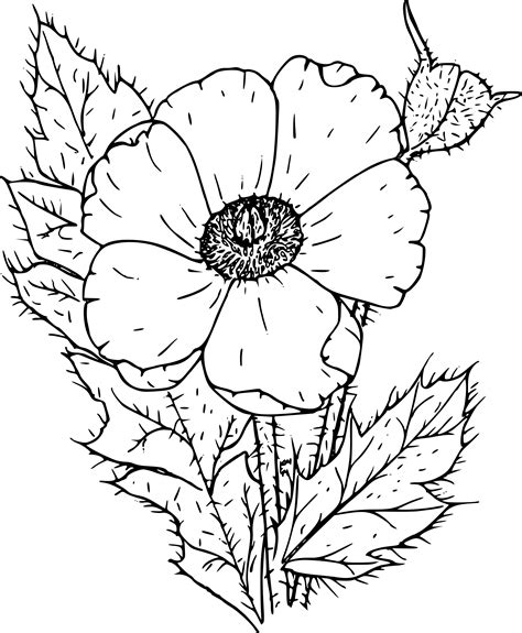 Poppies Drawing Background Png Image Png Play
