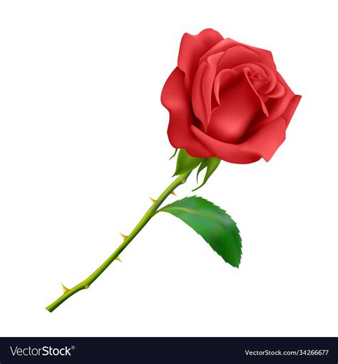 Beautiful Red Rose On Long Stem With Leaf Vector Image