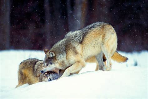 Best Wolf Fighting Stock Photos Pictures And Royalty Free Images Istock