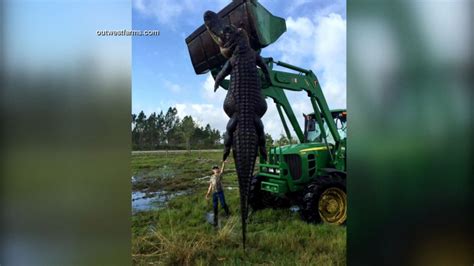 Giant Alligator Found In Florida Good Morning America