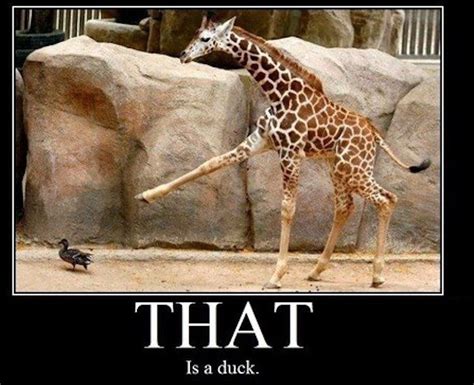 Giraffes Know More Than You Imagine Funny Duck Funny Animal Memes