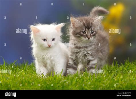 Siberian Forest Cats Kittens 7 Weeks White And Blue Silver Tabby