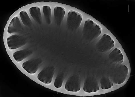 Image Mo43424 Species Diatoms Of North America