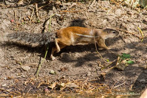 Striped Ground Squirrel Smaller Mammals Of The W Palearctic · Inaturalist