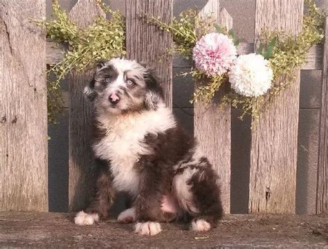 Mini Aussiedoodle For Sale Fredericksburg Oh Male Rosco Ac Puppies Llc