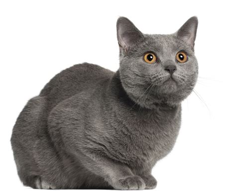 Chartreux Cat Breed Information Traits Characteristics Photos And Facts