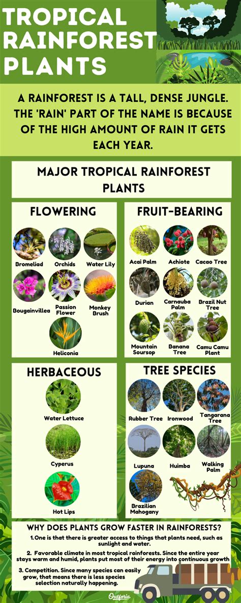 Plant Adaptations In The Amazon Rainforest Jere Robina