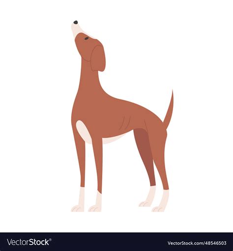 Whippet Dog Looking Up Royalty Free Vector Image