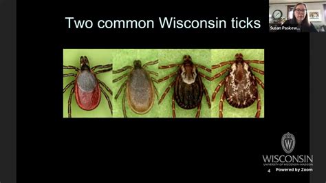 Ticks And Tickborne Disease In Wisconsin And The Upper Midwest Susan