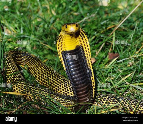 Black King Cobra High Resolution Stock Photography And Images Alamy