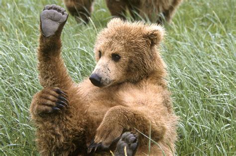 Yoga Bear Grizzly Cubs Medidating Gives Him Paws For Thought Mirror