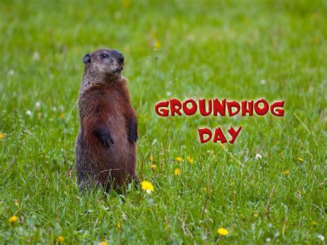 Free Download 75 Groundhog Day Wallpaper On 1024x768 For Your Desktop Mobile And Tablet