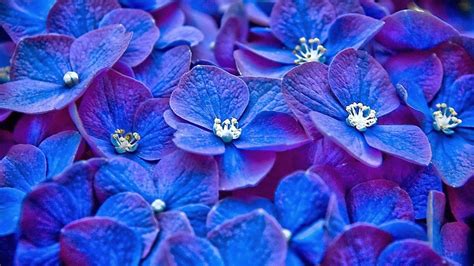 Royal Blue Flower Background