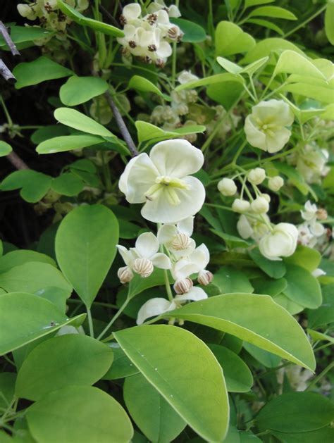 Akebia Quinata Alba White Chocolate Vine Flowering Vines Garden