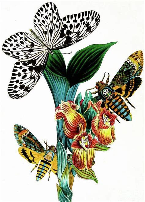Butterflies Moths And Orchids Vintage Botanical Painting Greeting