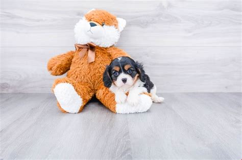 We have a wide selection of teacup puppy dogs for adoption, including teacup pomeranians, teacup poodles. Small breed puppies for sale | Teacup Pups for sale in Ohio - Premier Pups | Puppies for sale ...