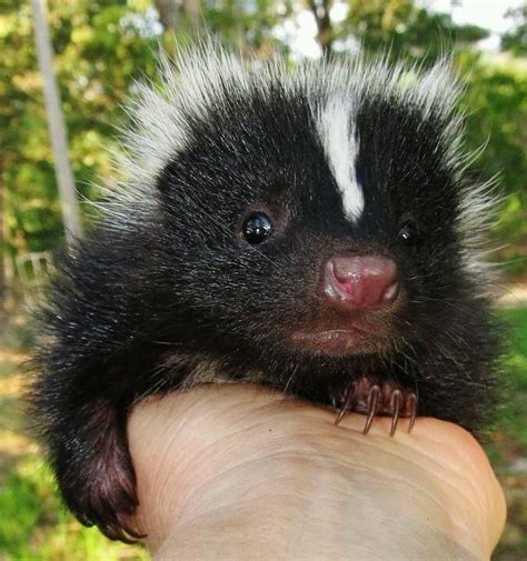 17 Baby Skunks That Will Make You Feel Better About Life Baby Skunks