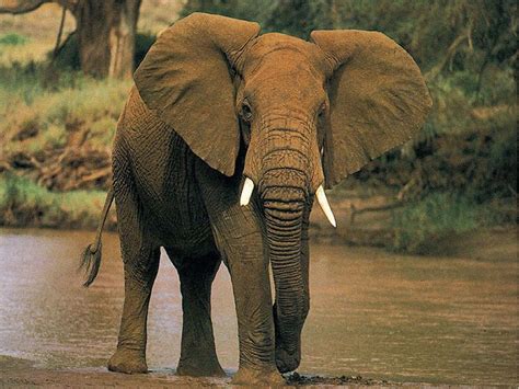Naturomania Elefante Africano