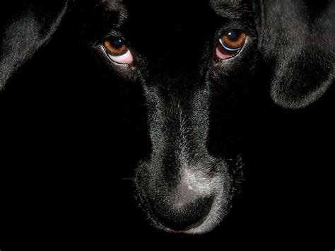 Unique Animals Blogs Black Dog Wallpapers For Desktop
