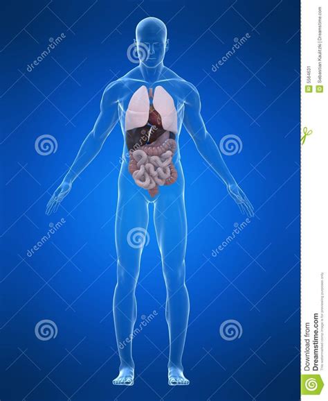 Human anatomy stock illustration. Illustration of chest - 5564631