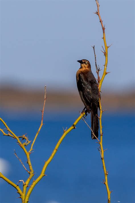 Texas Birds T Kahler Photography