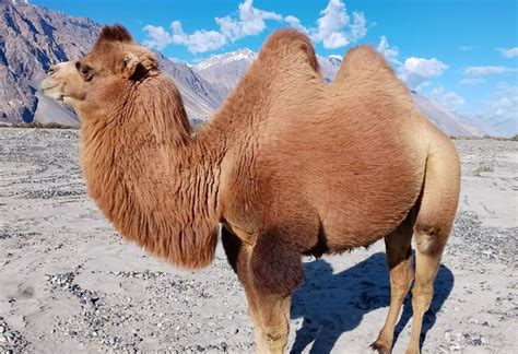 Once A Burden Double Humped Camel Is A Prized Animal In Ladakh Today