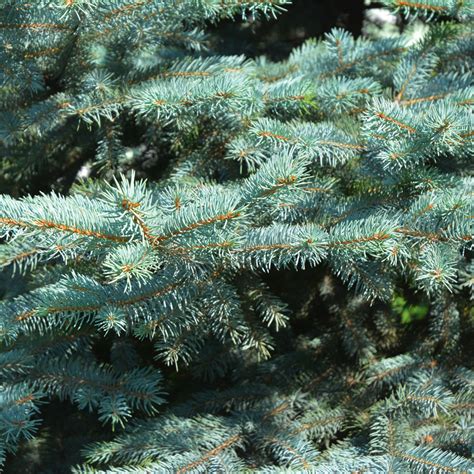 How To Grow Blue Spruce Trees From Seeds Sacred Plant Co Growing