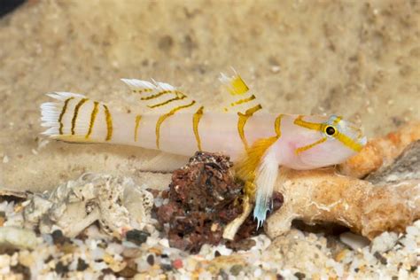 Nine New Species Of Goby Fish Are Discovered Curaçao Chronicle