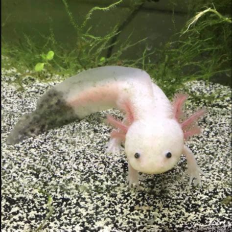 20 Shades Of Axolotl Morphs With Pictures