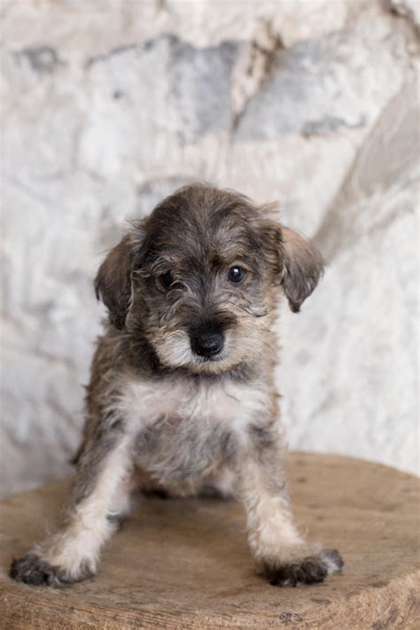 Puppies For Sale Schnoodle All Sizes Mini Schnoodles