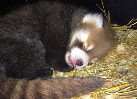 Cincinnati Zoo Scientists Study Reveals Red Panda Reproduction Secrets