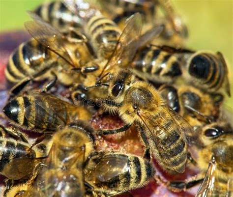 Bee Honeybee Apis Mellifera Honey Bees On Plum Fruit Stock Photo