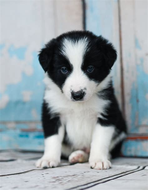 Delray A Handsome Black And White Border Collie Puppy Border Collie