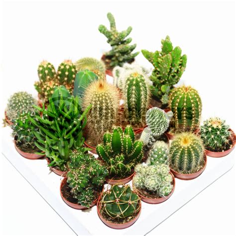 The cactus plant is known for being a staple of desert environments, but it also deserves a spot inside your home. Cactus Mix - 10 Plants - House / Office Live Indoor Pot ...
