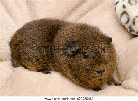 Adult Gold Agouti Rex Guinea Pig Stock Photo 690930580 Shutterstock