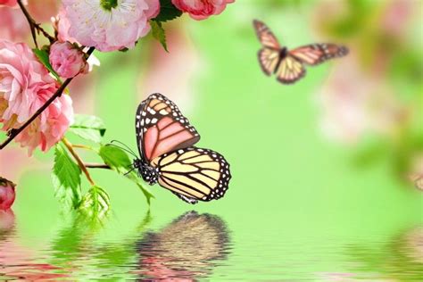 Pink Butterfly Backgrounds ·① Wallpapertag