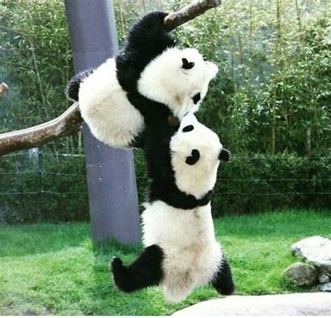 Kiss Me💚🚑💨 Beautiful Creatures Animals Beautiful Cute Animals Panda