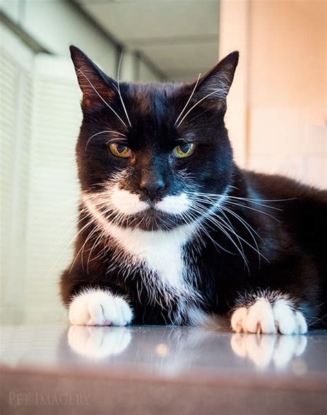 All about tuxedo cat breeds (most popular cat breeds). Tuxedo Cat Tuxedo #tuxedocat - Catsincare.com | Tuxedo cat ...